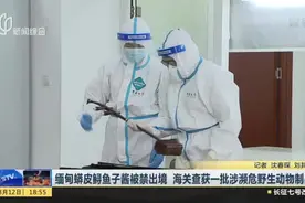 缅甸蟒皮鲟鱼子酱被禁出境  海关查获一批涉濒危野生动物制品视频封面