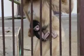 动物园独居的母猿忽然生下小宝宝？园方迷惑：到底咋怀上的图片
