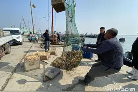 青岛多方会诊“海星之灾”三天内拿出“克星方案”给蛤蜊投苗铺路图片
