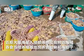 青岛胶州湾海星入侵狂吃蛤蜊海蛎子！养殖户损失惨重官方介入图片