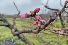 阳山三万亩桃花邀您赴约 20日前后迎来最美赏花期图片