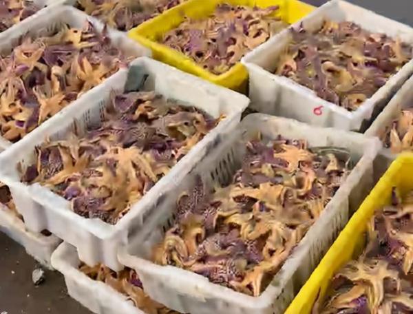 鎯婁汉锛侀潚宀涙捣杈规捣鏄熸硾婊ワ紒50鑹樿埞澶╁ぉ鎹曚篃鎹曚笉瀹屸€︹€﹀畼鏂瑰凡浠嬪叆