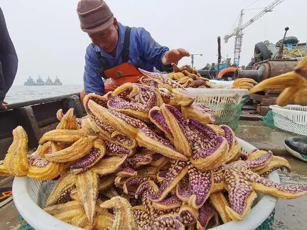 鎯婁汉锛侀潚宀涙捣杈规捣鏄熸硾婊ワ紒50鑹樿埞澶╁ぉ鎹曚篃鎹曚笉瀹屸€︹€﹀畼鏂瑰凡浠嬪叆