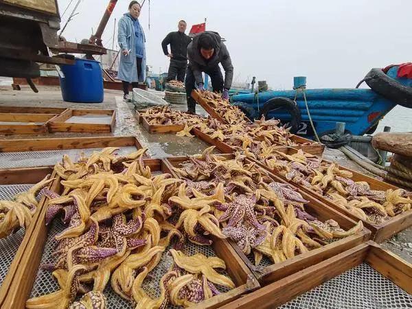 鎯婁汉锛侀潚宀涙捣杈规捣鏄熸硾婊ワ紒50鑹樿埞澶╁ぉ鎹曚篃鎹曚笉瀹屸€︹€﹀畼鏂瑰凡浠嬪叆