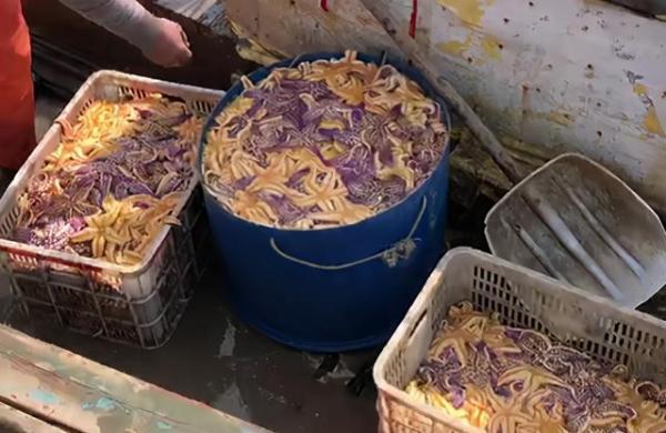 鎯婁汉锛侀潚宀涙捣杈规捣鏄熸硾婊ワ紒50鑹樿埞澶╁ぉ鎹曚篃鎹曚笉瀹屸€︹€﹀畼鏂瑰凡浠嬪叆