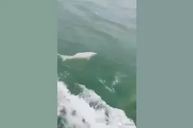 西江梧州水域惊现“水中大熊猫”中华白海豚图片