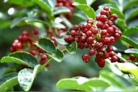 神奇的花椒，专治富贵病图片