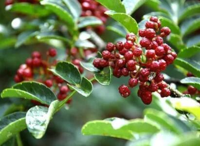 花胶子煮水泡脚 2026年花胶子煮水泡脚的作用