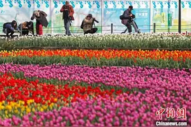 上海：民众户外赏花感受生活图片