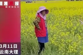 大妈组团闯入油菜花田拍美照唱歌，花农一脸无奈在田边叹气图片