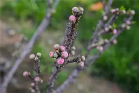 遇见·经开丨花蕾满枝，你不来我不开！图片