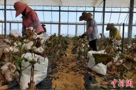 不产棉花的海南缘何成为棉花南繁基地？图片