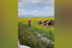 30名大妈肆意走进花海放声高歌拍照，疑均为当地企业家视频封面