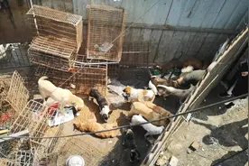 女子跟踪运狗车三天三夜发现囤狗窝点 实地探访：现场有数百条狗，官方介入图片