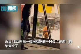 柴犬无师自通“舞狮”绝技 摇头晃脑加跺jio 隔着玻璃跟小姐姐斗舞图片