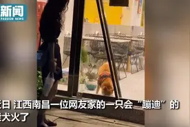 柴犬无师自通“舞狮”绝技 摇头晃脑加跺jio 隔着玻璃跟小姐姐斗舞图片