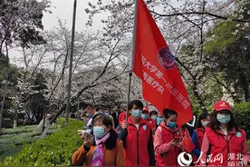 樱花灿烂 英雄归来 万余名抗疫医护赴武大樱花之约图片