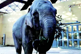 大象也吃竹子？太原动物园：有助于牙齿的更新换代图片