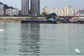 确认了！梧州惊现中华白海豚，首次进入西江流域内超400公里图片