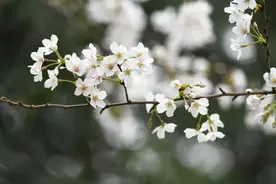 “樱”为他们，这个春天更加灿烂图片