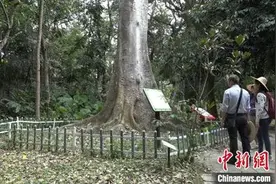 通讯：中国最大热带植物“联合国”探秘图片