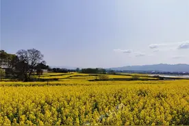 第八届清溪龙凤花海文化旅游节开幕图片