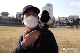 大叔救下一只受伤喜鹊，后来喜鹊的报恩太甜了图片