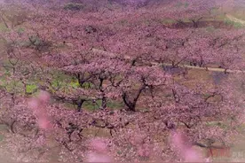 周末赏花来这里，龙泉山上桃花开图片
