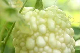 寿光大棚杂交品种“苹果苦瓜”结果：刚采摘下来就销往各地视频封面