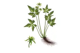 青未了｜我那命比黄连还苦的婆婆图片