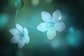 恐怖游戏《白色情人节2：讲述谎言之花》宣传片公开图片
