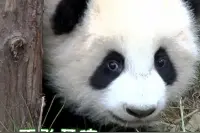 天府悦读 | 最扎劲的四川方言来啦！图片