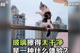 猫猫能看见玻璃吗？玻璃擦得太干净是什么体验图片