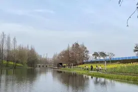 看油菜花何必去婺源，上海这个城市湿地公园，满坡的油菜花开得酣畅淋漓图片