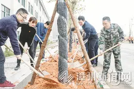漳州“树王”知多少图片
