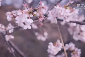 壮观！大幕山万株野樱花如云绽放图片