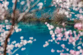 春意盎然！九寨沟绿树桃花与海子相映成趣图片