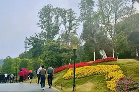 节假日打卡植物园必备攻略！这样做不怕堵在门口！图片