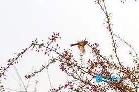 图说｜泗阳：京杭运河风光带春景如画图片