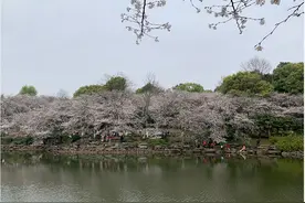 “太美了”环湖的染井吉野樱盛放，最佳赏花期将持续半个月图片