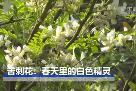 苦刺花：春天里的白色精灵视频封面