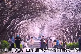 花瓣如雨 山师大网红樱花大道美如仙境图片
