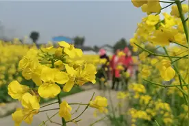 VLOG丨春意浓 来绵阳安州看万亩花海图片