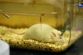 脑电极如何植入大脑中？中科院科学家解密“脑机接口”图片