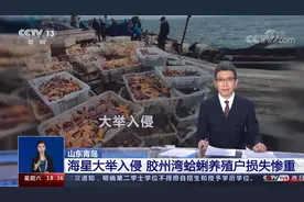 如何应对？“派大星大军”入侵胶州湾，狂吃蛤蜊扇贝，渔民损失惨重图片
