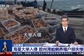 如何应对？“派大星大军”入侵胶州湾，狂吃蛤蜊扇贝，渔民损失惨重图片