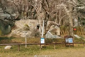 连云港800岁玉兰花王开花啦图片