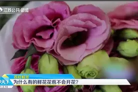 为什么有的鲜花花苞不会开花？原来是这两个原因……视频封面
