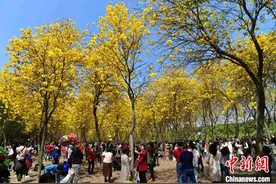 福州：黄花风铃木盛开 成网红打卡地图片