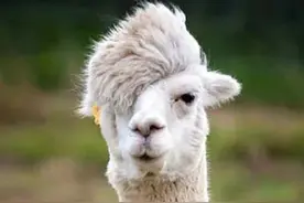 一言不合就“吐口水”？羊驼真不是故意的，不信你看图片